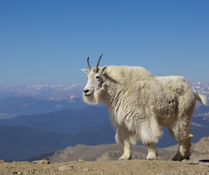 A mountain goat on a high precipice overlooks the landscape. 