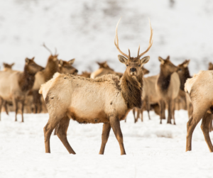 A herd of elk in snow. A bull elk faces the photographer. 
