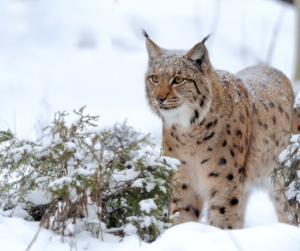 A lynx in snow pauses next to a bush.