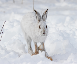 A single snowshoe hare faces the camera mid-stride through snow. 