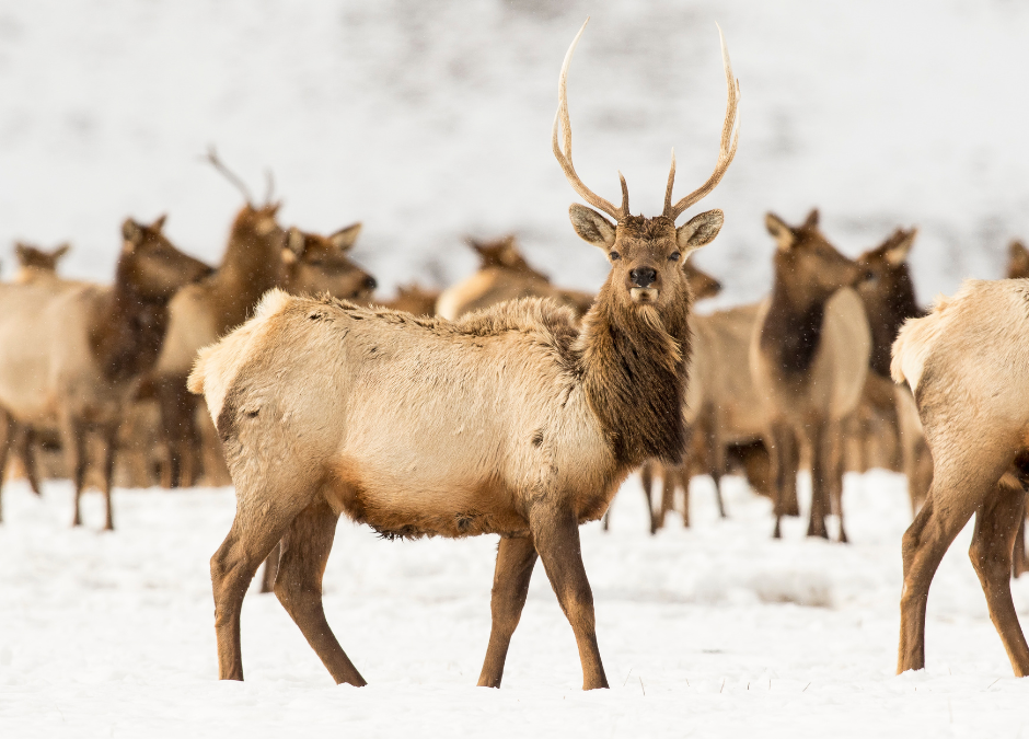 Embracing a Slower Pace: Winter Wildlife Encounters at Ski Resorts